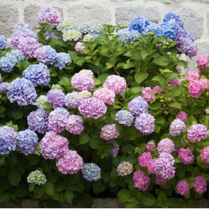 Hydrangeas