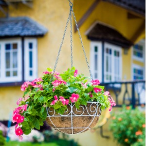 Flowers That Bloom All Summer