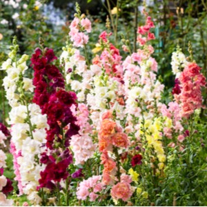 Snapdragon