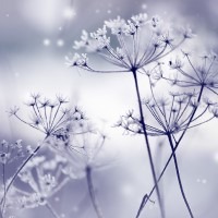 Winter-Flowers