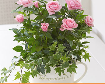 Flower care guide